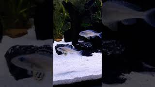 Cyprichromis Leptosoma Chituta Neon Head and Xenotilapia Papilio Tembwe [upl. by Anitahs]