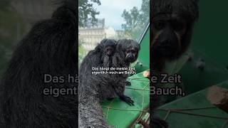 Nachwuchs im Tropenhaus 🥰🐒 hausdesmeeres tiere affen [upl. by Ikcir]