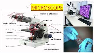 MICROSCOPE USE IN MICROBIOLOGY LAB IN ENGLISH [upl. by Ithnan797]