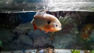 3 minutes of aggressive Piranha feeding  Slow motion [upl. by O'Shee788]