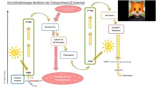 Primärreaktion der Fotosynthese energetisches Modell [upl. by Parthenia]