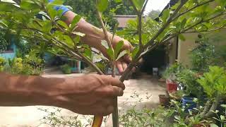 Terminalia MantalyMadagascar AlmondPruning [upl. by Elimaj]