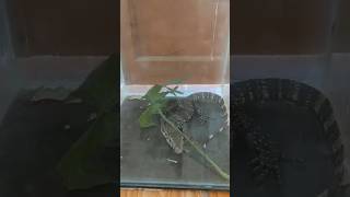 Binatang apa yah ini  buaya atau biawak atau komodo  videoshort videoviral binatangimut [upl. by Ruelle]