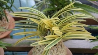 風蘭 Neofinetia falcata フウラン [upl. by Denbrook]