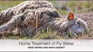 How to treat Fly Strike at home  Sez the Vet [upl. by Nylqcaj840]