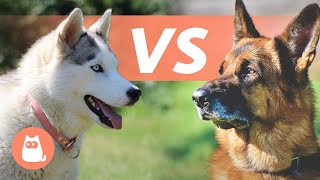 Huksy de Sibérie VS Berger Allemand 🐕 Lequel choisir [upl. by Svend]