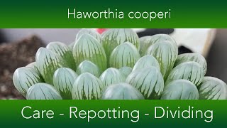 Haworthia cooperi  How to grow and repot the Window or Crystal Succulent [upl. by Diaz]