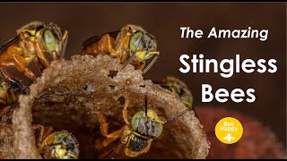 Amazing Stingless Bees [upl. by Aicilehp]