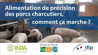 Alimentation de précision des porcs charcutiers  comment ça marche [upl. by Seda231]