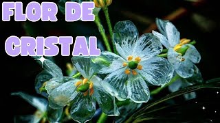 Flor esqueleto 💀Diphylleia grayi o flor de cristal [upl. by Nebuer54]