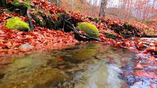 Rilassante suono dellacqua di un ruscello • per dormire meditare relax assoluto • ASMR [upl. by Ronda]