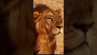 Top 5 Extinct Animal In The INDIA🇮🇳ll facts animals wildlife nature beautifulanimals [upl. by Mafala157]