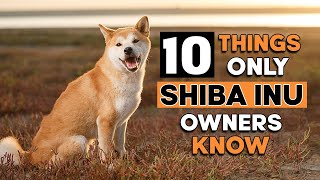 10 Hilarious Things Only Shiba Inu Dog Owners Understand [upl. by Gnoy548]