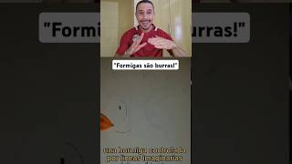 FORMIGAS SÃO BURRAS 👀 humorbrasil memesbr [upl. by Ayotnom381]