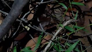 A Great Barred Frog Mixophyes fasciolatus calling near Loganholme Queensland Australia [upl. by Eecyac]