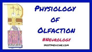 Physiology of Olfaction  Neurology [upl. by Eda]