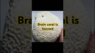 இதை Brain coral வைச்சிருந்தா நமக்கு ஜெயில் wildlife wildlifeconservation tamilfacts20 [upl. by Akcinat]