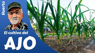 AJOS COMO SEMBRAR Y CULTIVAR AJOS GROWING GARLIC L´AIL [upl. by Errot335]