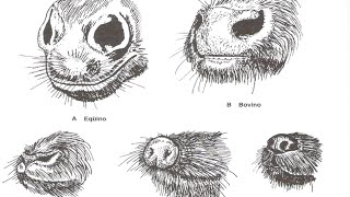Planos cutâneos nos narizes dos animais [upl. by Gemina405]