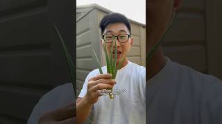 Aloe Plant Harvesting and Propagation aloevera aloe [upl. by Poulter]