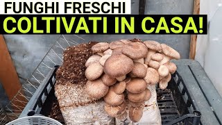 Coltivare FUNGHI FRESCHI in casa E semplice [upl. by Estren]