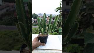 Stapelia Gigantea🔥 For Sell [upl. by Mignon187]