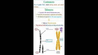 Centromeres and Telomeres geneticteacher [upl. by Ulrich700]