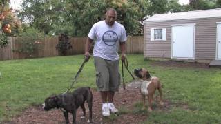 Dog Training  Socializing Aggressive Dogs [upl. by Tima]