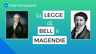 La legge di Bell e Magendie  Storia della Psicologia [upl. by Ecirtac]