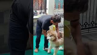 Anjing Vaksin Rabies [upl. by Tammie]