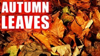 ASMR  Autumn Leaves  Crinkling  NO TALKING [upl. by Haeckel293]