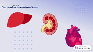 Metabolismo de las vitaminas 2 [upl. by Latsyc]