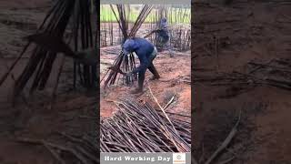 Hard Working Day 103 Sugarcane Cutting Process [upl. by Yreneh]