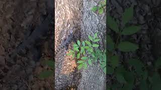 Dwarf caiman climbing a tree ‼️ [upl. by Iy]