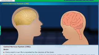 Nervous System Brain Coordination Class 10 Biology [upl. by Ytissac568]