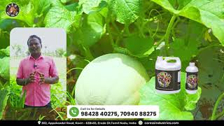 Muskmelon Cultivation  Feedback from farmers [upl. by Diarmid]