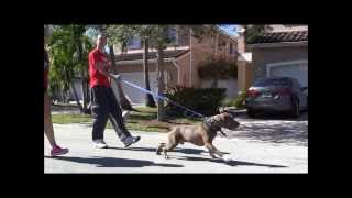 AGGRESSIVE PIT BULL  Destroys other Dogs  Part 1 [upl. by Ecnirp]