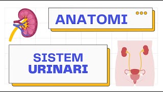 Anatomi Lengkap Sistem Urinarius  Saluran Kemih  Urogenital 101 [upl. by Dieterich]