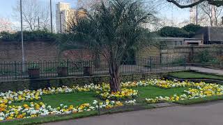 Butia Capitata Pindo Palm Growing in London [upl. by Arnoldo]