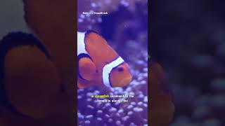 Clownfish The Dads Who Become Moms [upl. by Elita571]