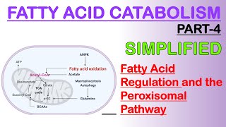 Fatty acid Catabolism Part4 [upl. by Namsu]