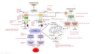 apoptosis p53 caspasas biología molecular biology [upl. by Doralyn331]