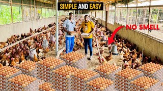 How To Start A SUCCESSFUL Poultry Farm as a BEGINNER In Ghana In 2024 poultry poultryfarm [upl. by Ahsitneuq]