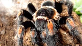 Brachypelma smithi and Brachypelma auratum comparison [upl. by Cotsen]