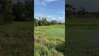 Orlando Wetlands floridanature [upl. by Acie]