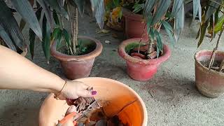 Cordyline plant care and growing tips [upl. by Andras484]