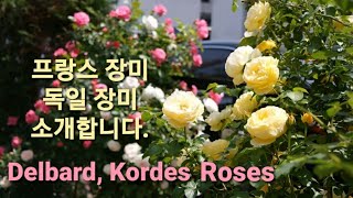 제가 키우는 프랑스 독일장미를 소개해요 Delbard Kordes Roses Phenogeno roses [upl. by Tiffie302]