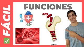 ✅ FUNCIONES de los HUESOS del Cuerpo Humano FÁCIL Sistema Óseo [upl. by Ysle]