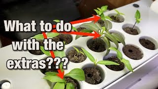 How to save extra pepper sprouts in the AeroGarden [upl. by Narud]