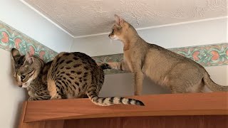 Living with a Savannah cat Ep15 [upl. by Ahtis]